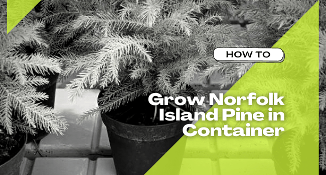 Grow Norfolk Island Pine in Container