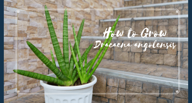 How to Grow Dracaena angolensis