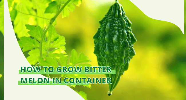 How to grow Bitter Melon in container