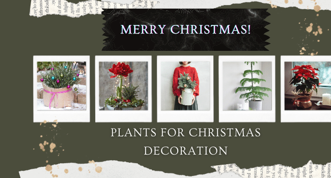 Plants for Christmas decoration