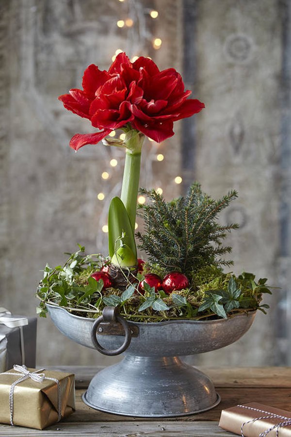 Amaryllis in pot used for christmas decor (Plants for Christmas decoration)