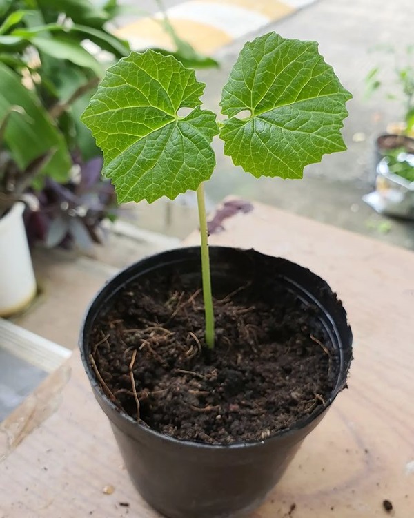 bitter melon young plant growing in container