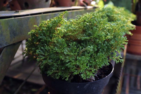 Frosty Fern (Selaginella kraussiana) growing in pot