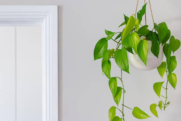 neon pothos trailing from pot