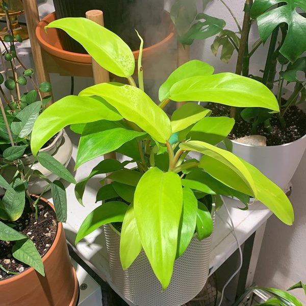 Philodendron 'Golden Goddess' in container indoors