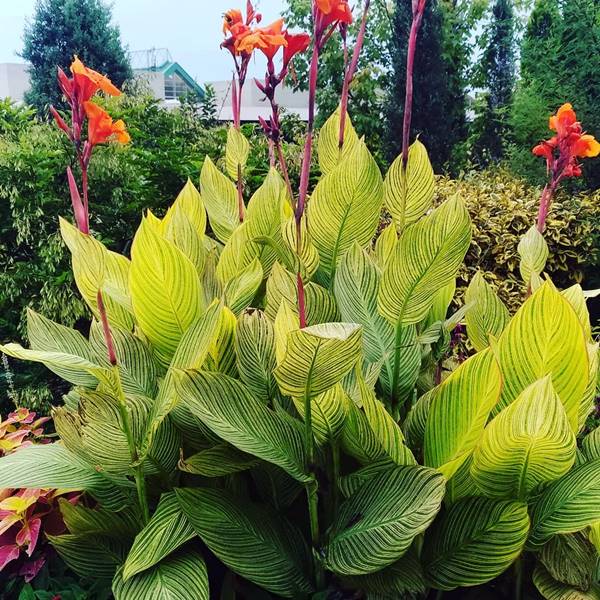 Canna Bengal Tiger with blooms