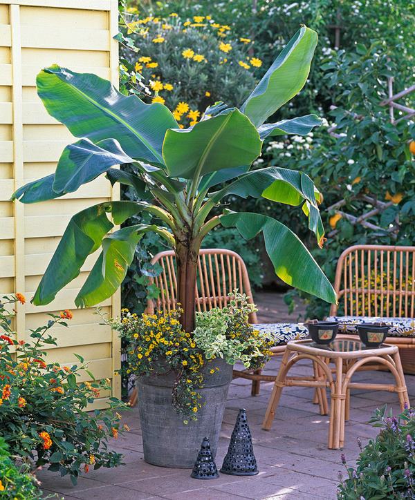 banana tree in pot outdoors