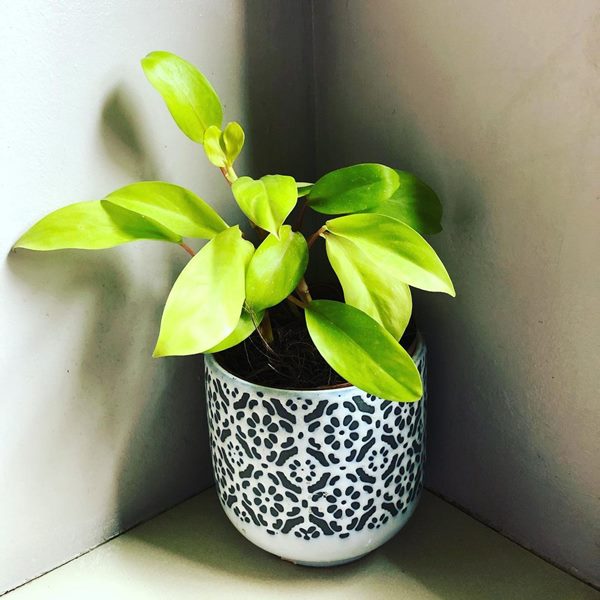 Philodendron Golden Emerald in pot