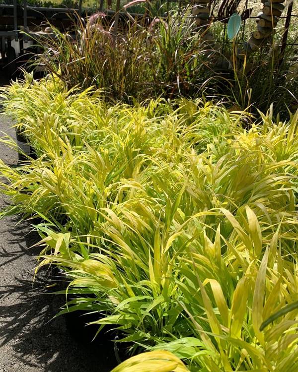 Japanese forest grass growing in yard with neon hues