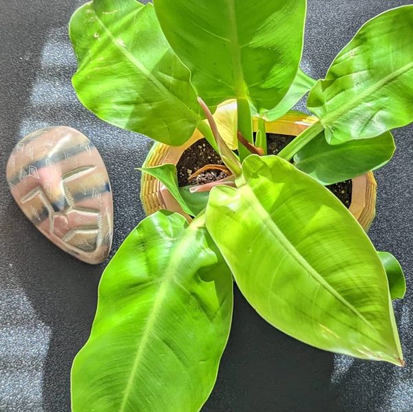 Moonlight Philodendron in container