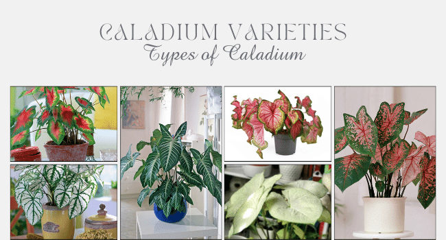 Caladium Varieties you will Love | Types of Caladiums