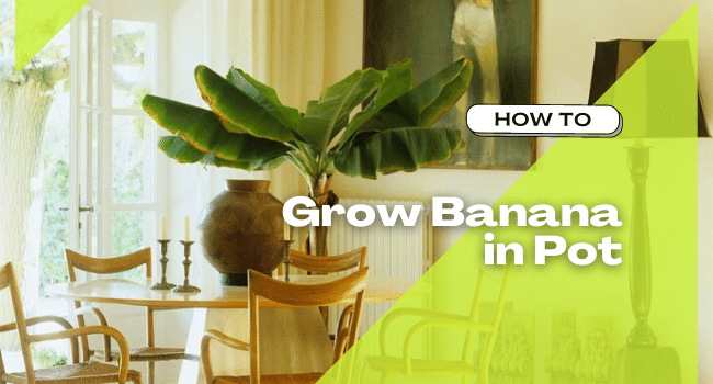 How to Grow Banana in Container | Banana Tree Care in Pot