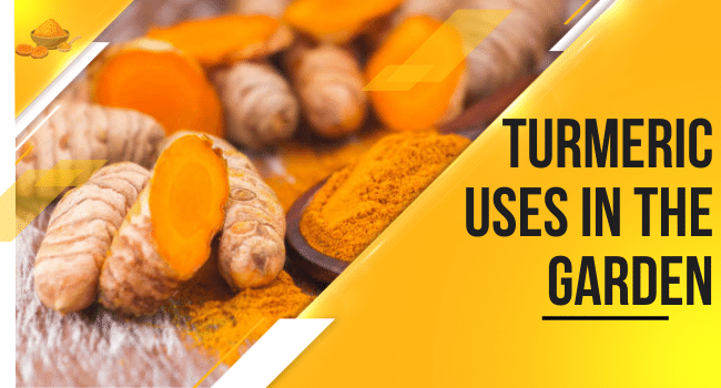 10 Turmeric uses in the Garden that’ll Blow your Mind!