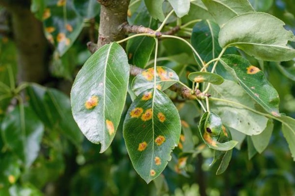 fungal disease on leaf