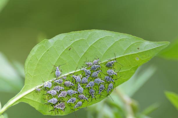 pests on leaf underside