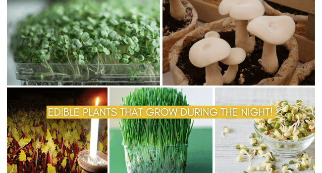 Edible Plants that Grow During the Night!