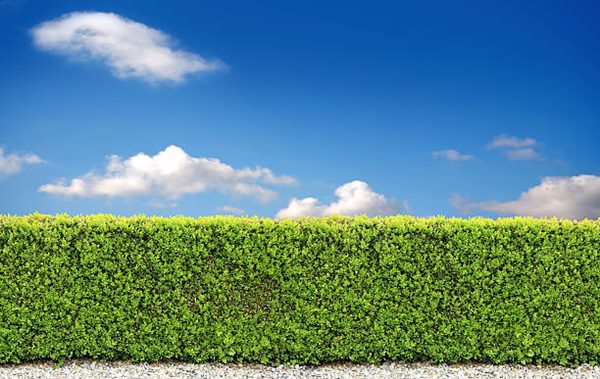 hedge covering a garden