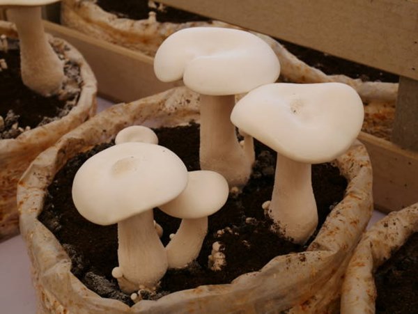mushroom growing in grow bag