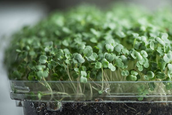 microgreens growing in container