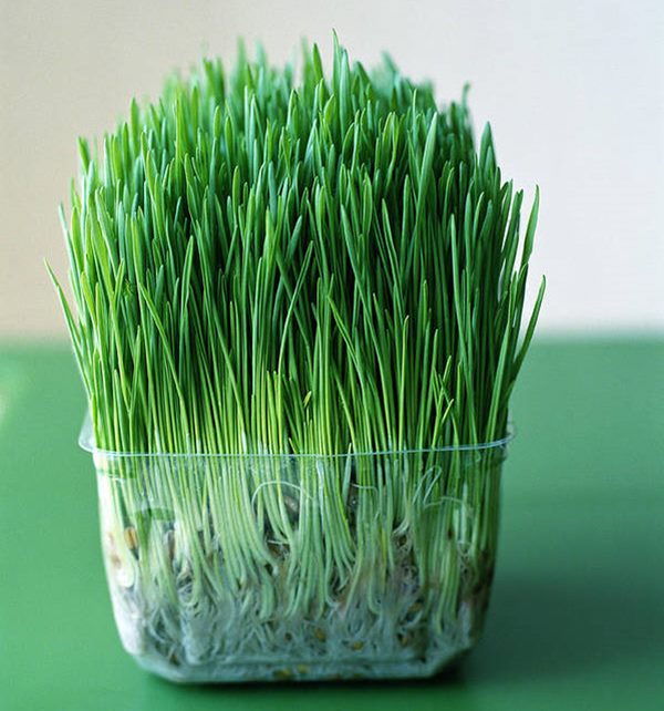 wheatgrass growing in container