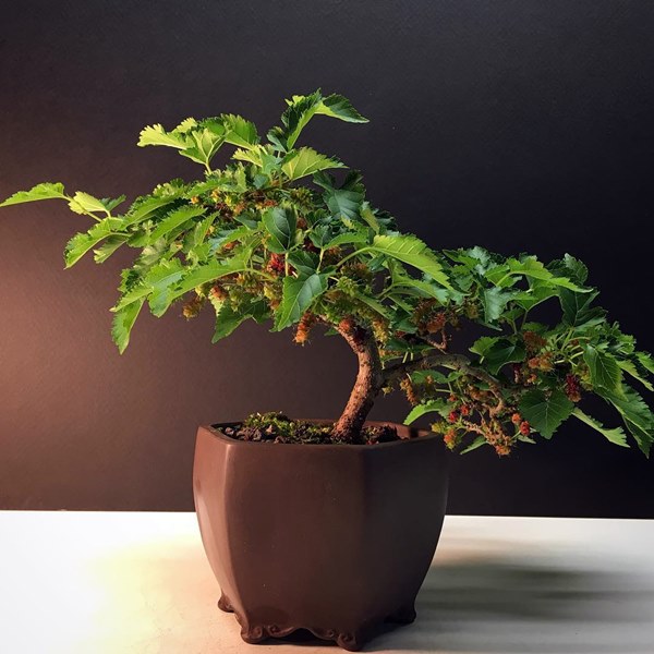 mulberry growing in pot