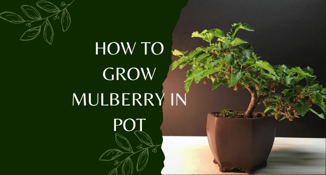 How to Grow Mulberry in Pot | Mulberry Care in Pot