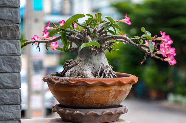 desert rose in a bonsai pot