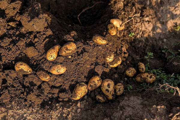 potato harvest in backyard