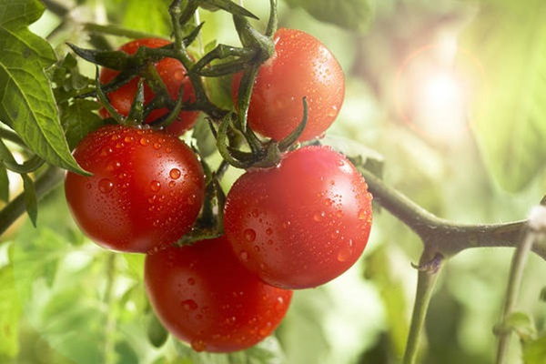 tomatoes growing on plant close-up