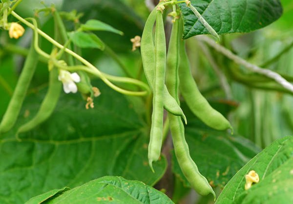 green beans growing on bean plant