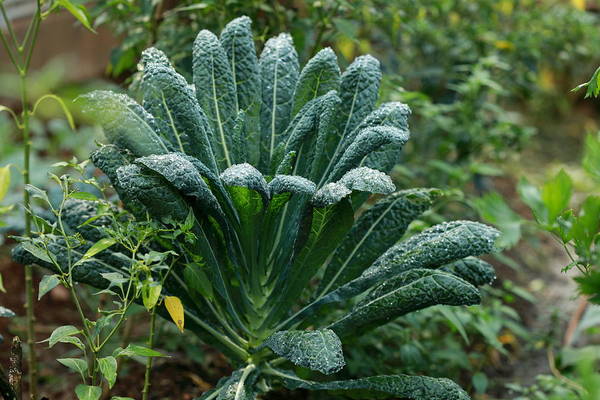 kale plant growing the backyard