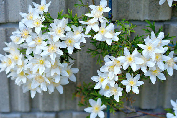 sweet autumn clematis growing on a stone wall