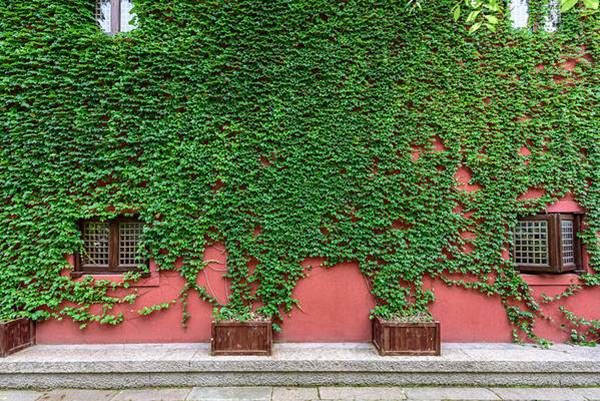 english ivy over walls of building