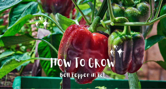 How to grow bell peppers in pot