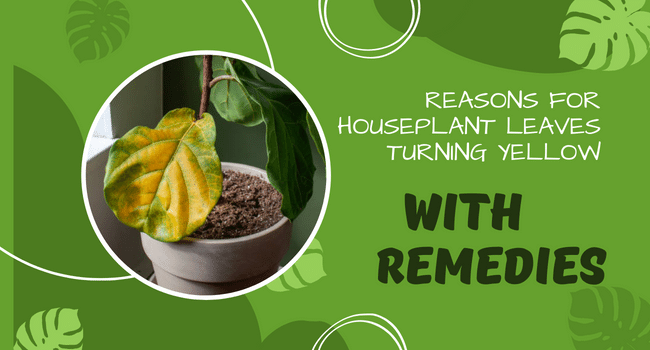 Reasons for Houseplant Leaves Turning Yellow