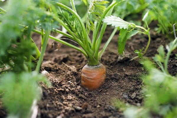 Carrot growing under the ground