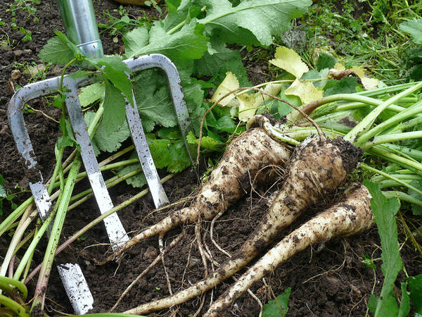 root vegetable parsnip freshly harvested