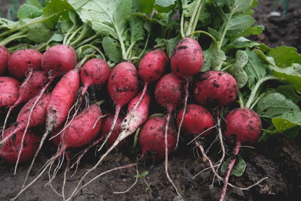 fresh red radish harvest