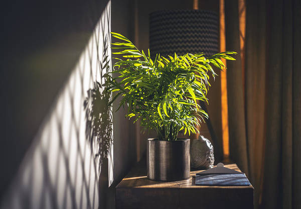 houseplant in sunlight indoors