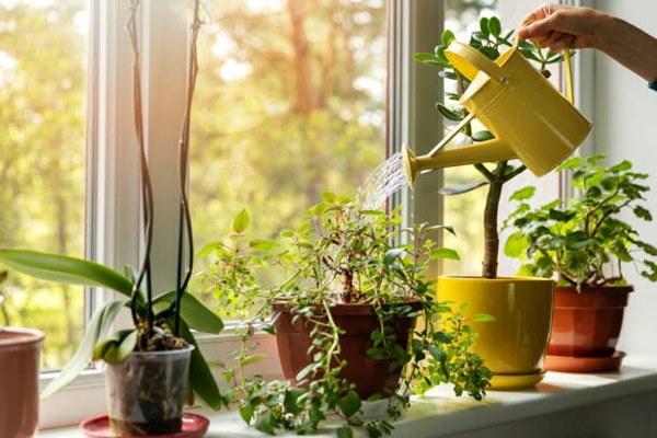 Watering indoor houseplants