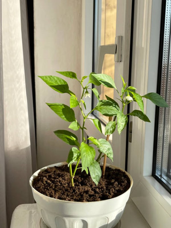 bell pepper (capsicum) indoors near window