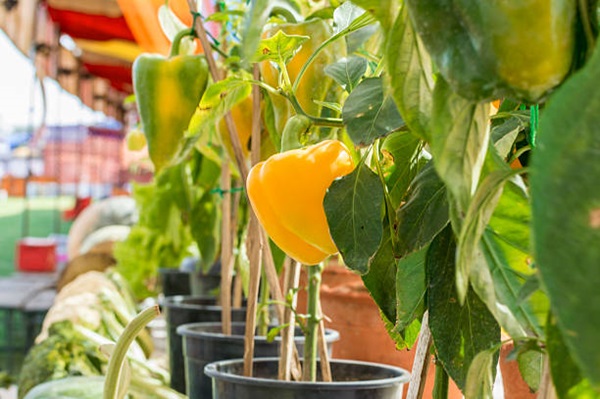 bell pepper or capsicum in container supported by stakes