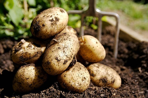 fresh potato harvest