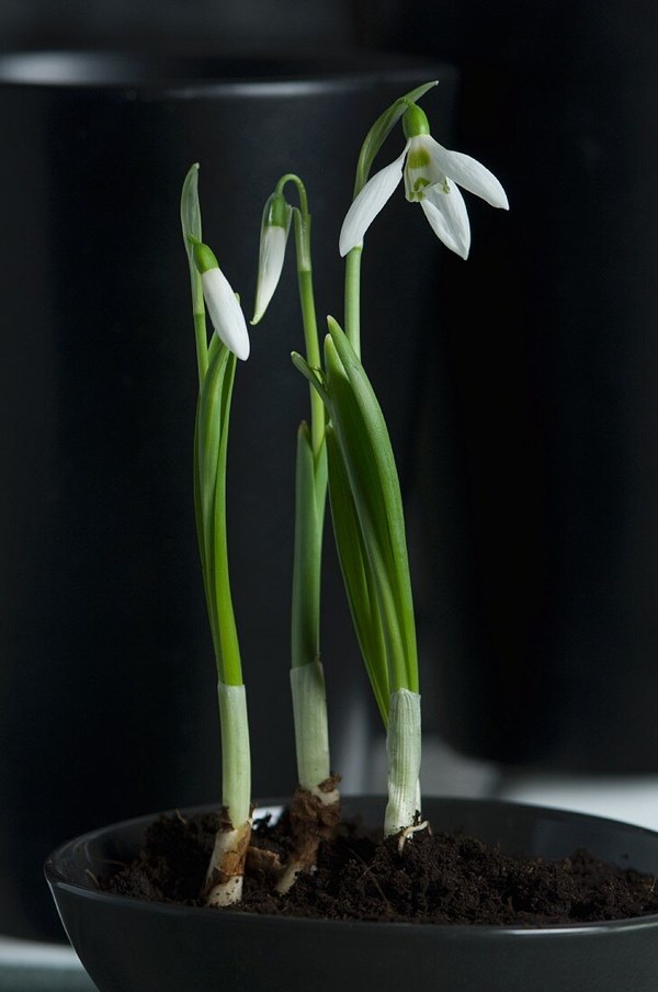 snowdrops growing in container