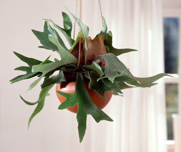 staghorn fern in hanging basket