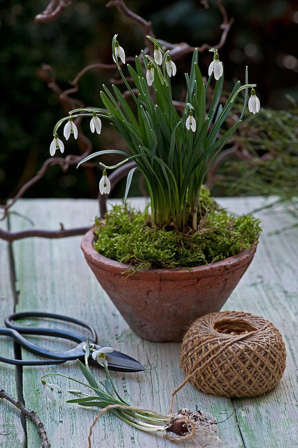 snowdrop on tabletop outdoors