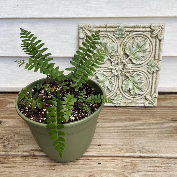 Christmas fern (Polystichum acrostichoides) in pot indoors