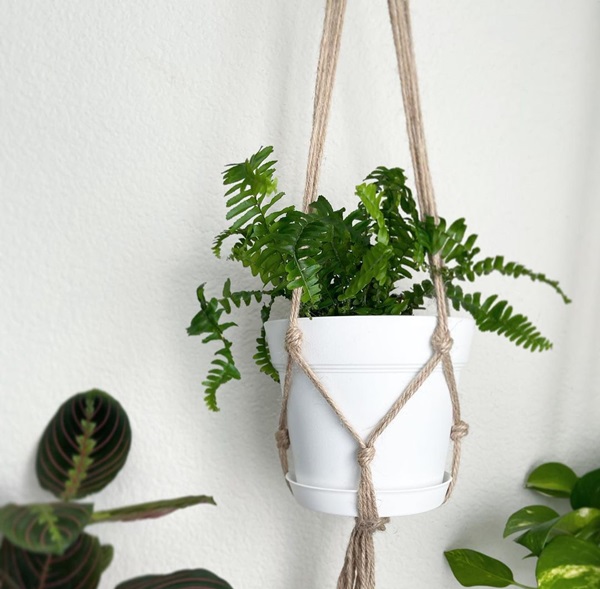Western Sword Fern growing in hanging basket indoors