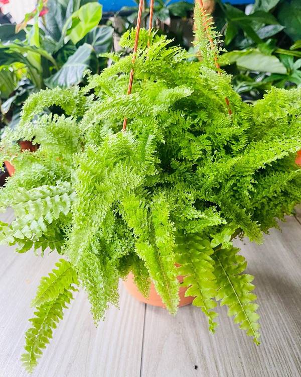 cotton candy boston fern growing in container