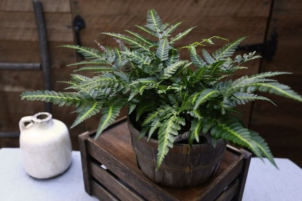 holly fern in wooden pot